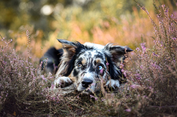 Aussie in Heide,Heideshooting, Halern am See