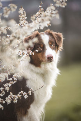 Australian Shepherd in weissen Blüten, Herten