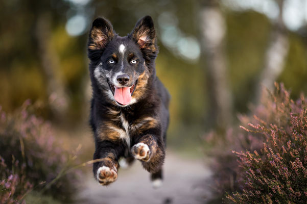 Rennender Aussie in der Westruper Heide, Haltern am See