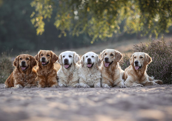 6 Golden Retriever auf Sandweg in Haltern am See