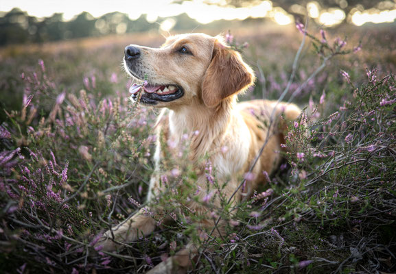 Golden Retriever, Heide Shooting, Hundefotograf, Haltern am See
