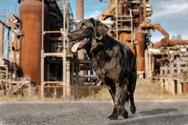 Hoverward, Phönix West, Dortmund, Hundefotograf