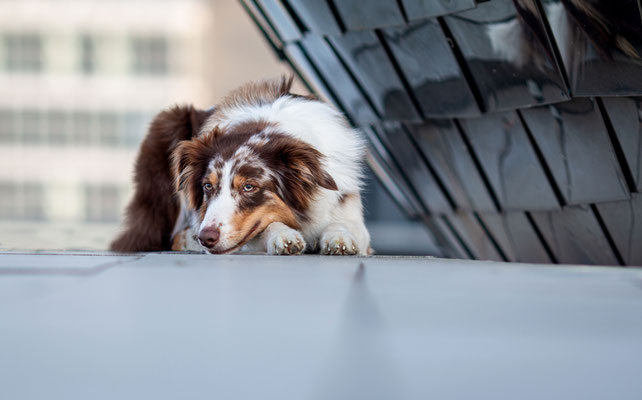 Aussie Medienhafen, Düsseldorf, Hundefotografin