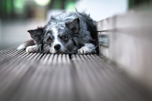 Aussie, Medienhafen Düsseldorf, Hundefotograf