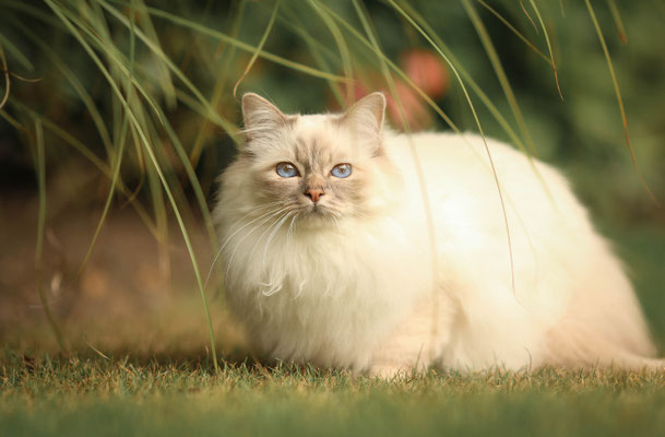 Katze auf Wiese, Marl