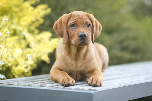 Labrador Welpe auf Band, Park, Dortmund, Hundeshooting