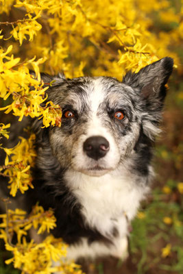 Aussie in gelben Blüten, Herten 
