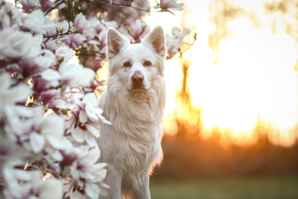 Weisser Schäferhund in Magnolie, Dortmund