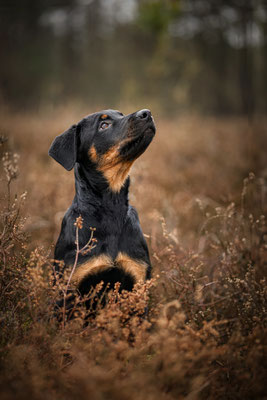 Beauceron Welpe in der Westruper Heide, Haltern am See