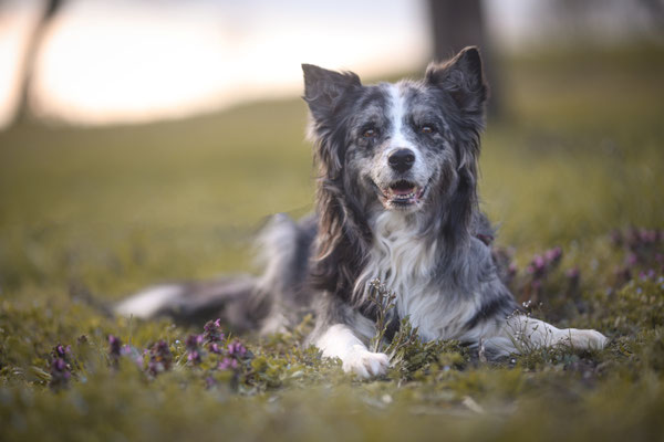 Aussie auf Weise, Marl, Gelsenkirchen, Hundeshooting
