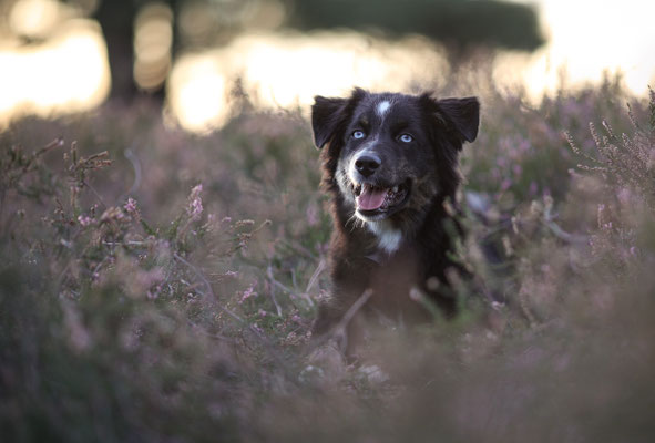 Aussie in Westruper Heide, Heideshooting, Haltern am See