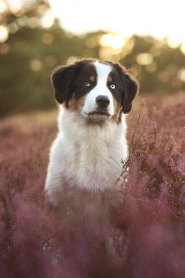 Australian Shepherd Welpe in der Westruper Heide, Haltern am See