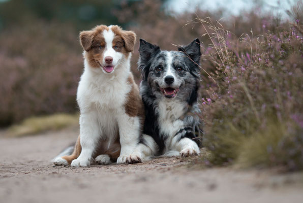  2 Aussies, Heideshooting, Haltern am See