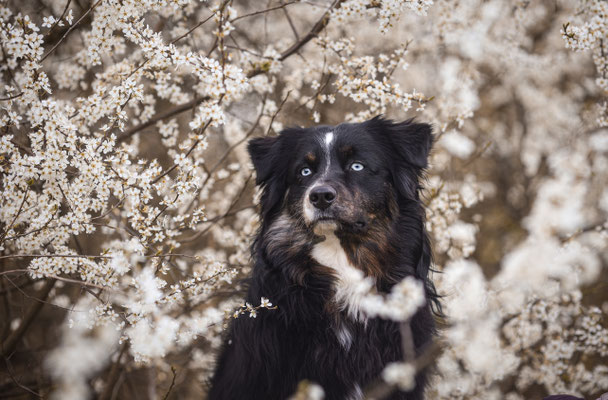 Aussie in weissen Blüten, Recklinghausen, Hundefotografin