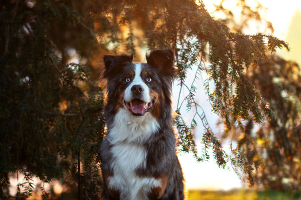 Aussie im Sonnenuntergang, Marl, Hundefotograf