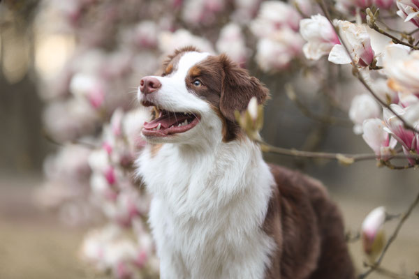 Aussie in Magnolie, Dortmund