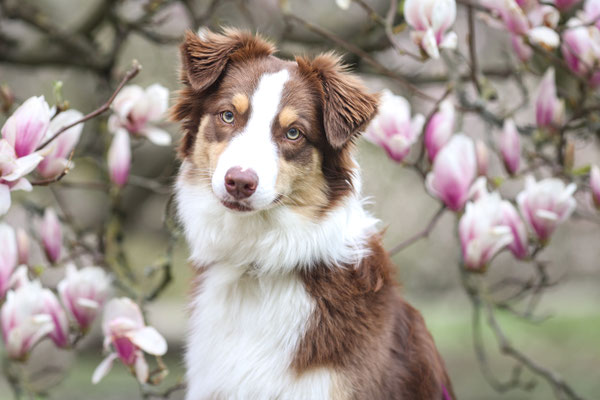 Aussie in Magnolie, Dortmund, Hundefotograf