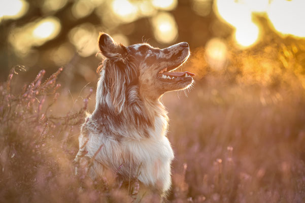 Aussie, Sonnenuntergangsshooting, Heideshooting, Haltern am See