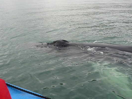 Whalewatching in Husavik