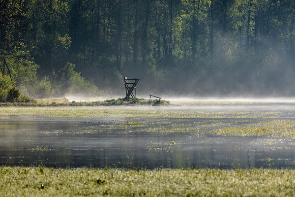 Morgennebel in der Queichtalniederung