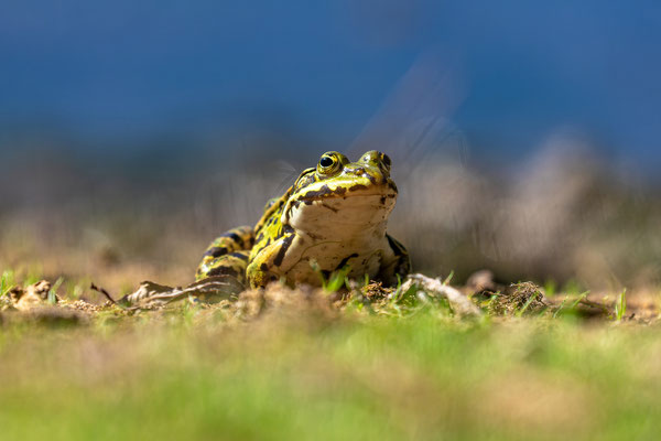 Teichfrosch