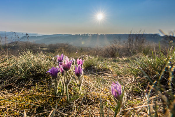 Küchenschellenblüte bei Falkenstein