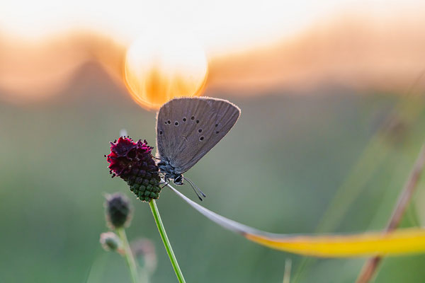 Sehr seltene Art: Dunkler Wiesenknopf-Ameisenbläuling