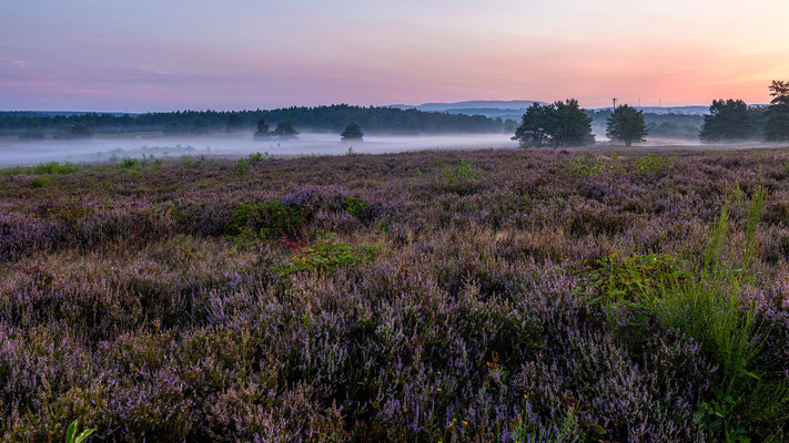 Sonnenaufgang in der blühenden Mehlinger Heide