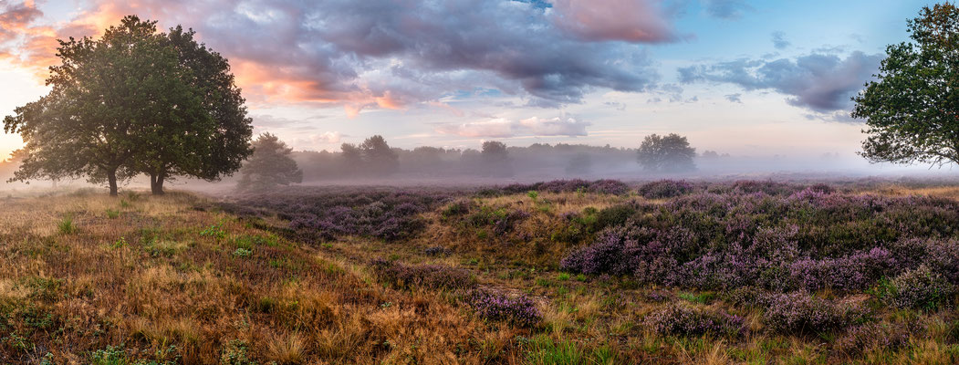 Nebliger Tagesanbruch in der Mehlinger Heide
