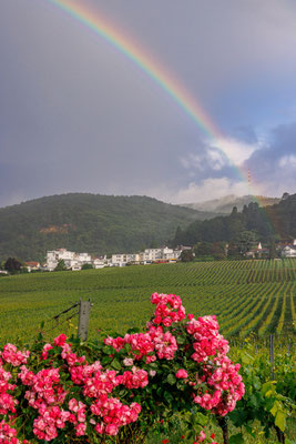 Regenbogen bei Gimmeldingen