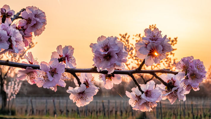 Mandelblüte in Gimmeldingen