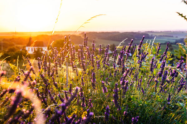 Sonnenaufgang Pfälzische Provence, 60 x 40 cm, Alu-Dibond, Rückseitige Hängung mit Aluminiumschiene, 130 €
