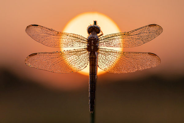 Weiblicher Blaupfeil im Sonnenaufgang