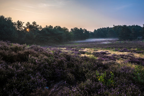 Zarter Morgendunst über der Mehlinger Heide