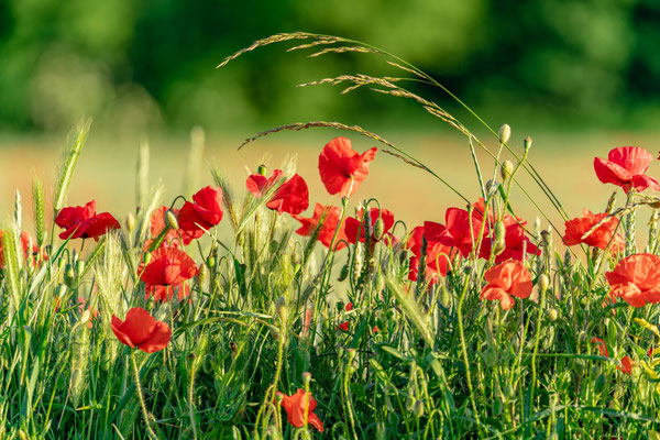 Acker bei Duttweiler