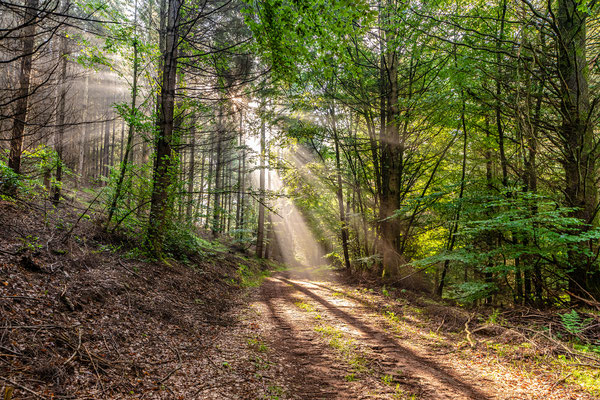 Frühnebel an der Kalmit