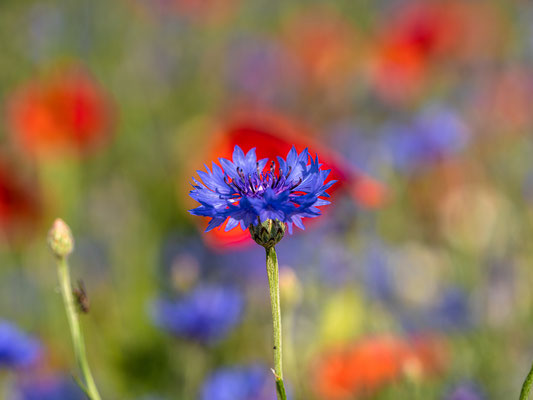 Wildblumenwiese bei Hassloch