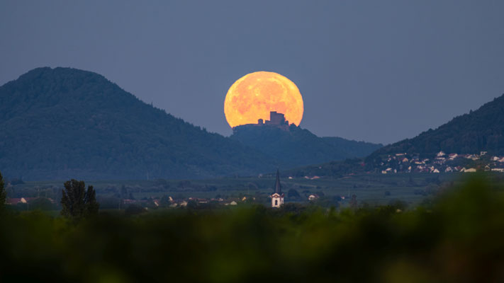 In den Weinbergen bei Duttweiler: Vollmonduntergang hinter der Burg Trifels