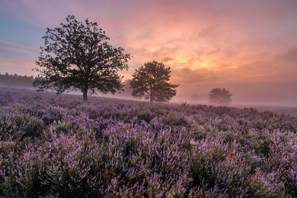 Mehlinger Heide im Morgennebel