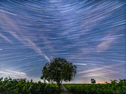 Startrail (Sternspuren) in den Weinbergen bei Duttweiler