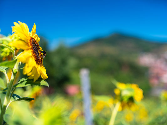 Sonnenblumenfeld bei Albersweiler