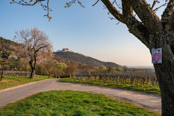 Mandelblüte bei Maikammer