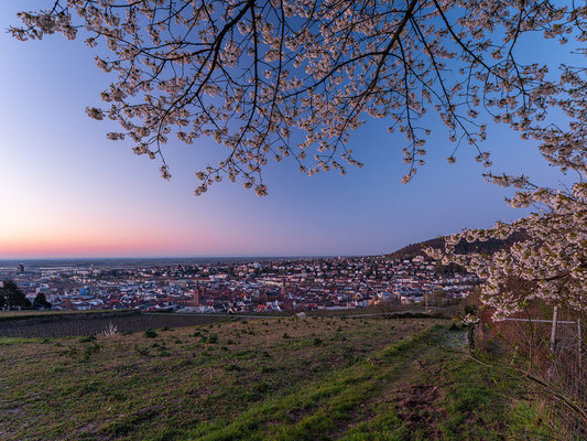 Morgenstimmung über Neustadts Weinbergen