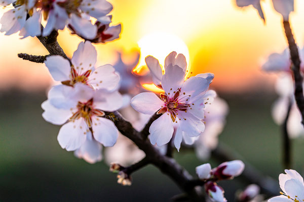 Mandelblüte im Sonnenaufgang