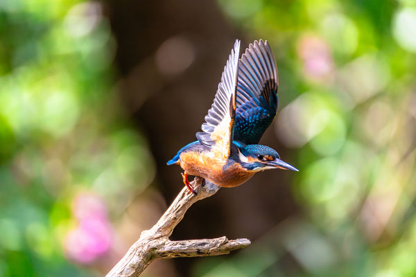 Eisvogel