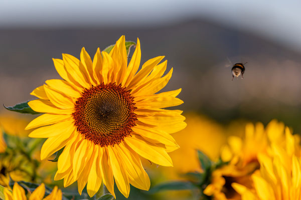 Kleines Sonnenblumenfeld bei Neustadt