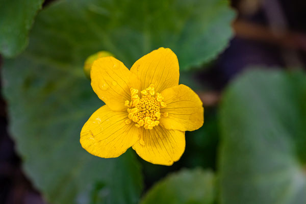 Sumpfdotterblume