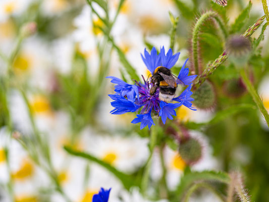 Hummel in Kirnblume