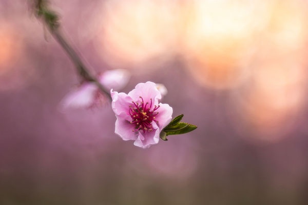 Pfirsichblüte bei Neustadt