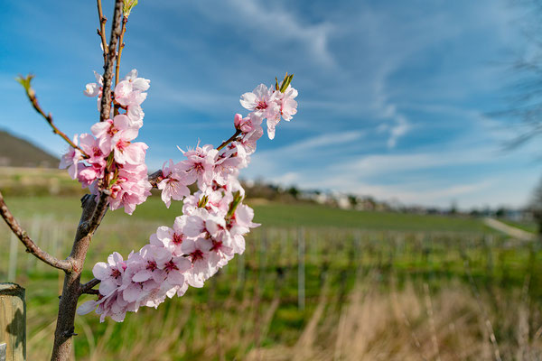 Mandelblüte in Gimmeldingen